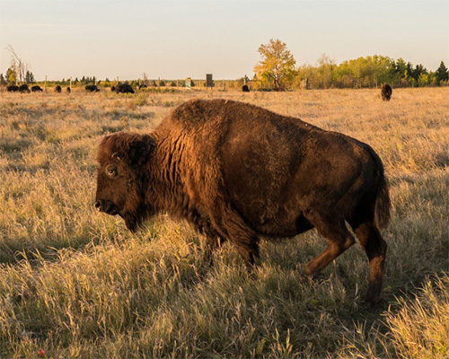 Manitoba